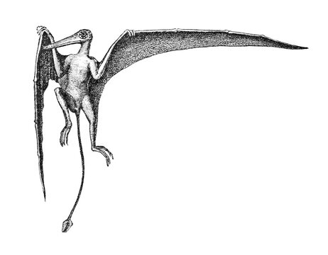 Rhamphorhynchus, old vintage illustration, 1899