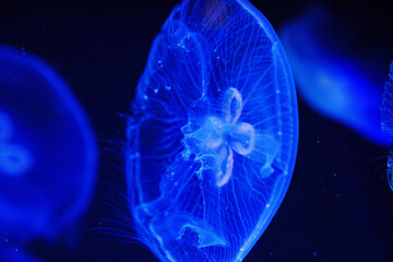 Eared aurelia, or eared jellyfish in the aquarium. 