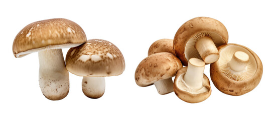 Set of fresh porcini mushrooms