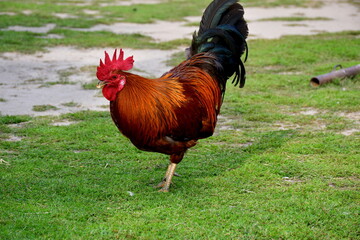 A close up on a brown, grey, red, and orange hen or chicken grazing, looking for food and walking on a vast paddock overgrown with grass, herbs and other flora seen on a sunny summer day in Poland