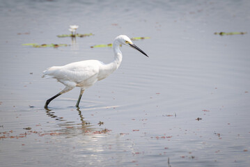 The little egret, Egretta garzetta is a species of small heron in the family Ardeidae.