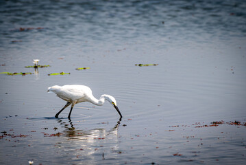 The little egret, Egretta garzetta is a species of small heron in the family Ardeidae.