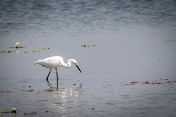 The little egret, Egretta garzetta is a species of small heron in the family Ardeidae.