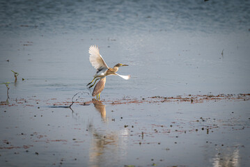 The Javan pond heron, Ardeola speciosa is a wading bird of the heron family, found in shallow fresh and salt water wetlands - obrazy, fototapety, plakaty