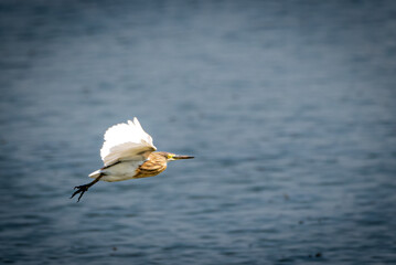The Javan pond heron, Ardeola speciosa is a wading bird of the heron family, found in shallow fresh and salt water wetlands