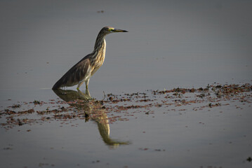 The Javan pond heron, Ardeola speciosa is a wading bird of the heron family, found in shallow fresh and salt water wetlands - obrazy, fototapety, plakaty