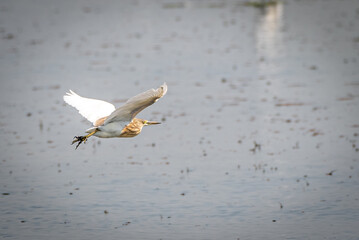 The Javan pond heron, Ardeola speciosa is a wading bird of the heron family, found in shallow fresh and salt water wetlands