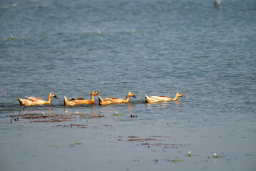 A flock of ducks, The domestic duck or domestic mallard, Anas platyrhynchos domesticus  is gathering to prepare to find food in the swamp