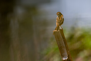 The zitting cisticola or streaked fantail warbler, Cisticola juncidis is a  small bird found mainly...