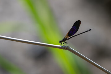 Damselflies perching on branch. Euphaea variegata is a species of damselflies in the family...