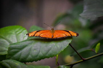 Papillon posé ailes déployées