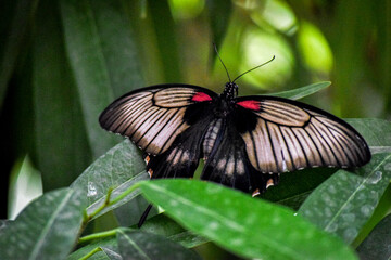 Papillon exotique ailes déployées