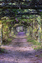 A beautiful tunnel view of blooming wisteria.