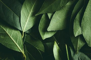Close up of leaves. Daphne leaves background high angle view. Selective focus included