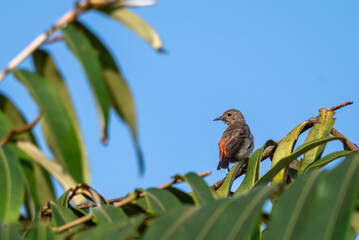 The orange-bellied flowerpecker, Dicaeum trigonostigma is a species of bird in the family Dicaeidae