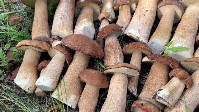 Mushroom hunting. Edible Boletus mushroom collecting. Foraging for Porcini Cep White mushrooms. Wild Harvest, Mushrooming season in forest. Pine bolete in woodland. Picking bolete mushroom.