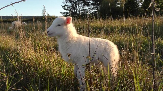 petit agneaux rejoignant sa m&egrave;re