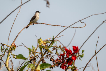 The sooty headed bulbul bird, Pycnonotus aurigaster is perching on the tree. Indonesia locally name is Kutilang bird
