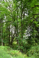 Fototapeta premium forest in the morning
