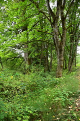 Fototapeta premium footpath in the woods