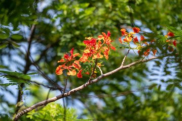 Flower of Flamboyant, Delonix regia is a species of flowering plant in the bean family Fabaceae and common name is royal poinciana, phoenix flower, flame of the forest, or flame tree.