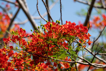 Flower of Flamboyant, Delonix regia is a species of flowering plant in the bean family Fabaceae and...