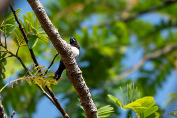 The sooty headed bulbul bird, Pycnonotus aurigaster is perching on the tree. Indonesia locally name is Kutilang bird