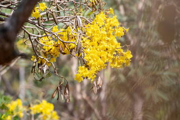 Handroanthus chrysanthus, araguaney, or Tabebuia chrysantha, is a native tree of the intertropical broadleaf deciduous forests 