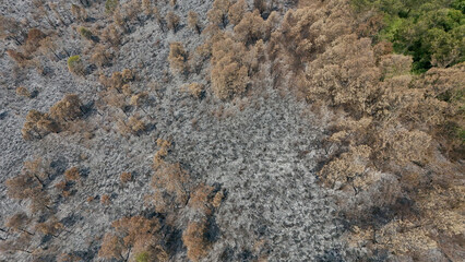 aerial view of forest after fire. trees with brown and dry leaves because they were burned by fire. Fire on Mount Bromo, Indonesia