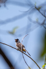 The sooty headed bulbul bird, Pycnonotus aurigaster is perching on the tree. Indonesia locally name is Kutilang bird