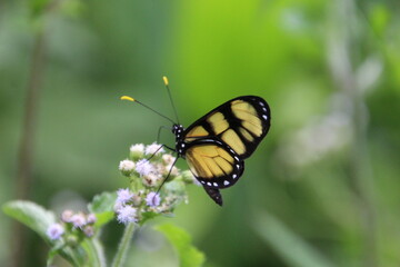 inseto borboleta