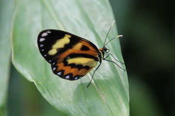 Fototapeta na wymiar inseto borboleta