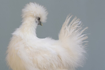 A female silkie bantam chicken is looking for food on a weathered tree trunk overgrown with...