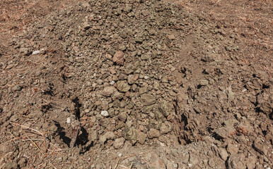 Dried soil background. Uncultivated soil 