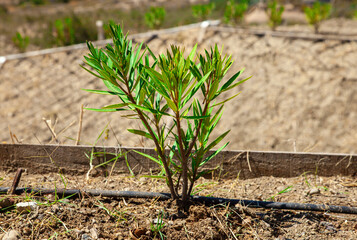 Selective focus of newly planted oleander plant.