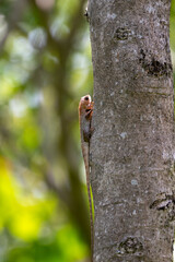 Calotes versicolor, The oriental garden lizard, eastern garden lizard, Indian garden lizard, common...