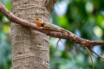 Calotes versicolor, The oriental garden lizard, eastern garden lizard, Indian garden lizard, common garden lizard, bloodsucker,  or changeable lizard is an agamid lizard found widely distributed in in