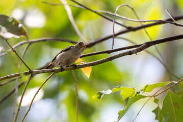 Birds perched on branch. The scarlet-headed flowerpecker, Dicaeum trochileum is a bird species in the family of Dicaeidae. It is a species endemic to Indonesia