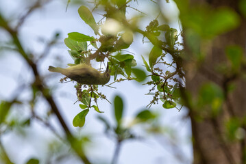 The brown throated sunbird, Anthreptes malacensis, also known as the plain throated sunbird, is a species of bird in the family Nectariniidae.