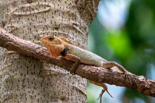Calotes versicolor, The oriental garden lizard, eastern garden lizard, Indian garden lizard, common garden lizard, bloodsucker,  or changeable lizard is an agamid lizard found widely distributed in in