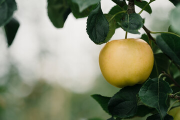 Yellow apple on a branch in an apple orchard.