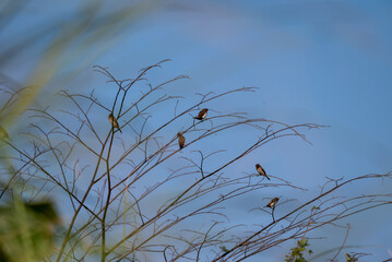 The scaly breasted munia or spotted munia perching on branch, Lonchura punctulata, known as nutmeg mannikin or spice finch, is a sparrow sized estrildid finch 