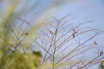 The scaly breasted munia or spotted munia perching on branch, Lonchura punctulata, known as nutmeg mannikin or spice finch, is a sparrow sized estrildid finch 