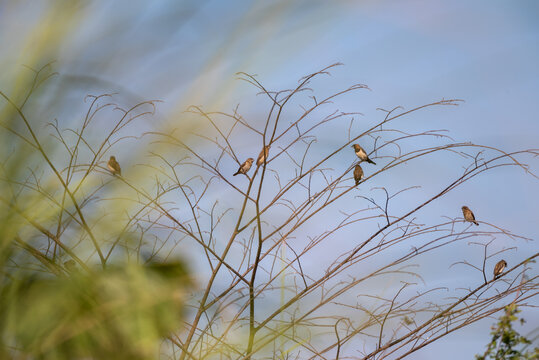 The scaly breasted munia or spotted munia perching on branch, Lonchura punctulata, known as nutmeg mannikin or spice finch, is a sparrow sized estrildid finch 