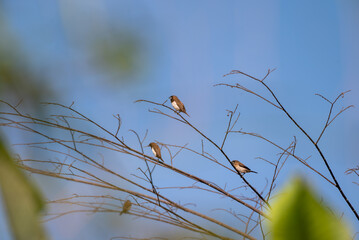 The scaly breasted munia or spotted munia perching on branch, Lonchura punctulata, known as nutmeg mannikin or spice finch, is a sparrow sized estrildid finch 