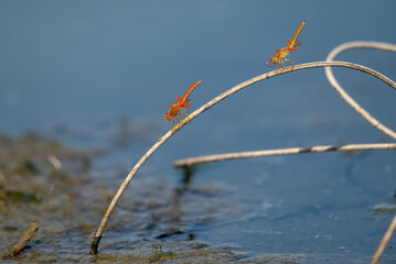 Brachythemis contaminata, ditch jewel,is a species of dragonfly in the family Libellulidae. It is...