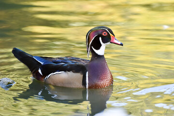 Caroline duck ( wood duck ) swimming on green lake