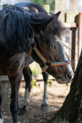 A small brown horse with a blue eye.