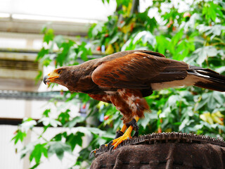 獲物を狙うワシ