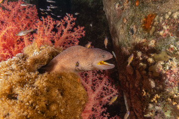 Moray eel Mooray lycodontis undulatus in the Red Sea, Eilat Israel
